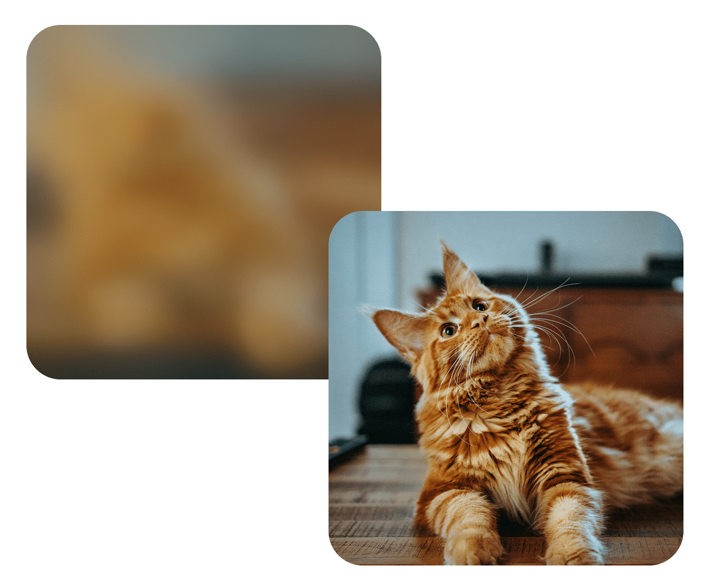 Where can you use AI unblurred images?