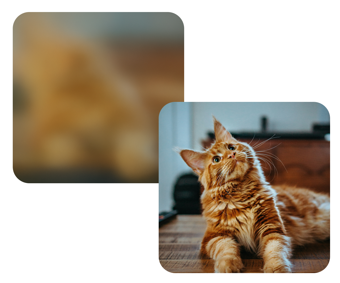 Where can you use AI unblurred images?